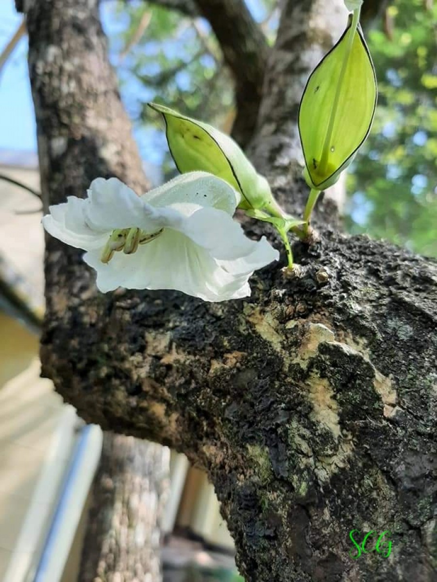 Parmentiera cereifera Seem.